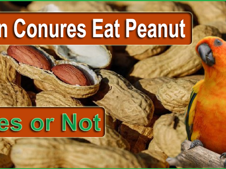 Can Your Conure Eat Peanut Butter? Myths vs. Facts