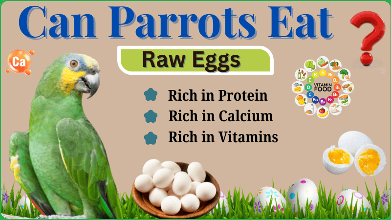 Can Parrots Eat Eggs (Boiled, Yolk, & Scrambled)? Safe or Risky