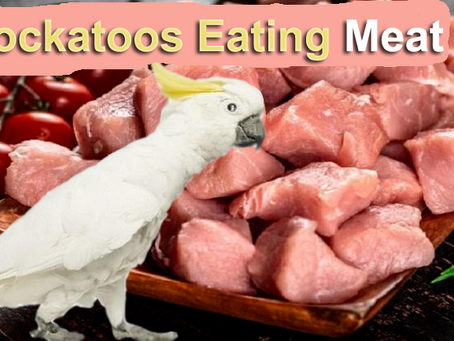 Can Cockatoos Eat Meat? Role of Meat in Their Diet