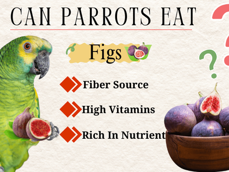 Do Parrot Eat Figs? Nutritional Fact And Feeding Tips