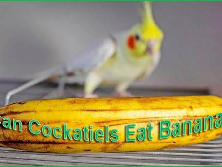 Can Bananas Be a Part of Your Cockatiel's Diet?