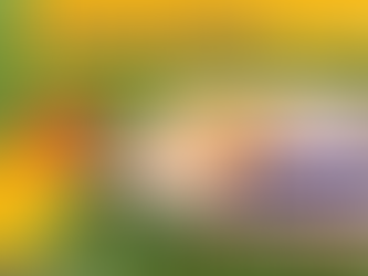 Can Conures Eat Oranges (Peels + Seeds)? The Doâs and Donâts