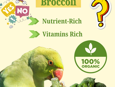 Is Broccoli Healthy For Parrots? Yes Or No