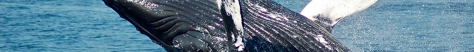 Image 4.jpeg