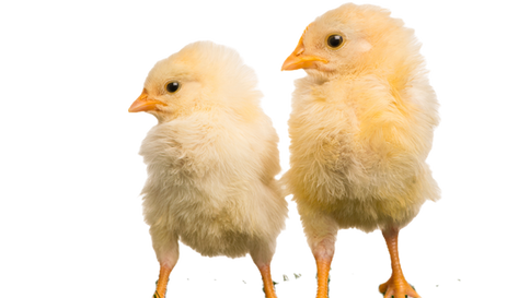 Action: Mark started the project, One Action for Animals Canada.