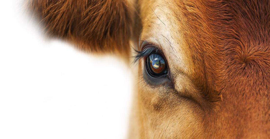 Cow-eye.jpg