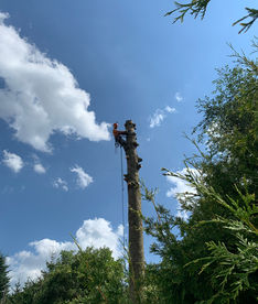 Rizikové kácení stromů České Budějovice