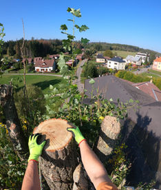 Rizikové kácení topolu Písek