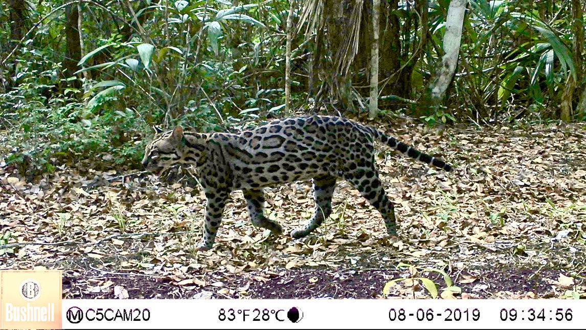 Ocelote- Calakmul- Ago 2019.jpeg