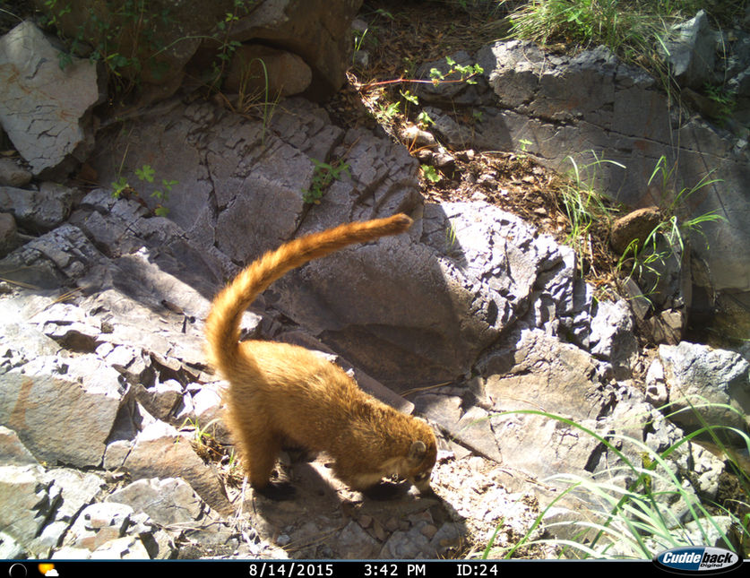 Coatí- Janos- Agosto 2015.JPG