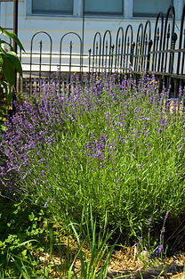 garden early summer 2011_3.JPG