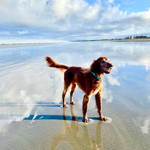 Pets of Arete Living