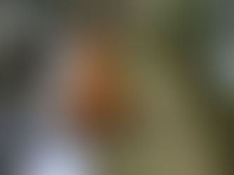 Who Is Nipmuc? Unraveling Identity, Enrollment, and Community