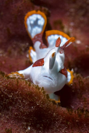 All-4-diving-liveaboards-New-photos-for-destination-Komodo-3-683x1024.jpeg