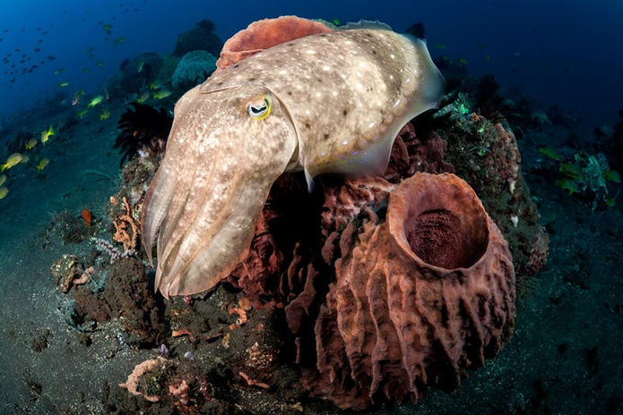 All-4-diving-liveaboards-Komodo-Bontoh-Reef-1024x683.jpeg