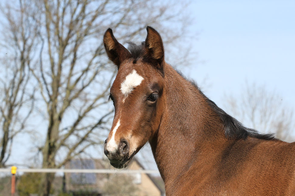 Lamberk's Lord Landcrack x Bonheur