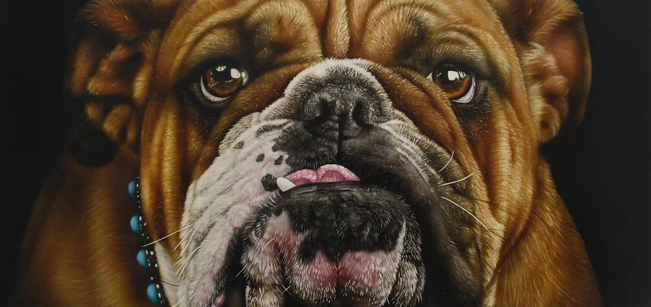 Bulldog.jpeg