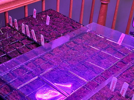 Starting our spring gardens