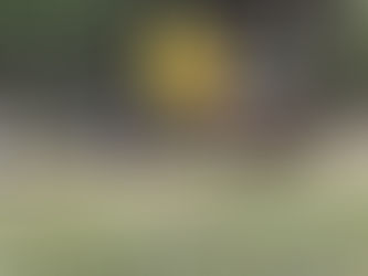The Great Bee-saster of 2025, part 1
