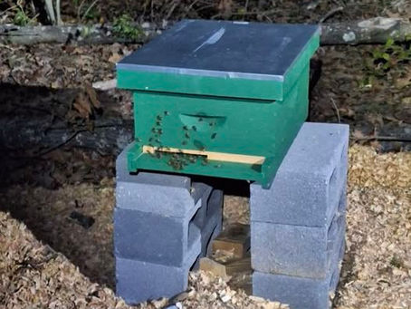 Hive #2
