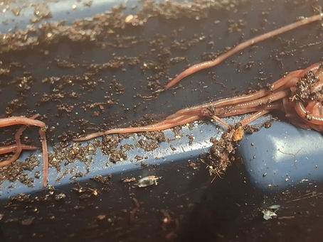 It's a worm party!