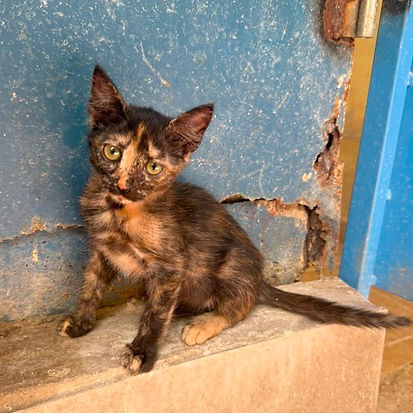 a pet