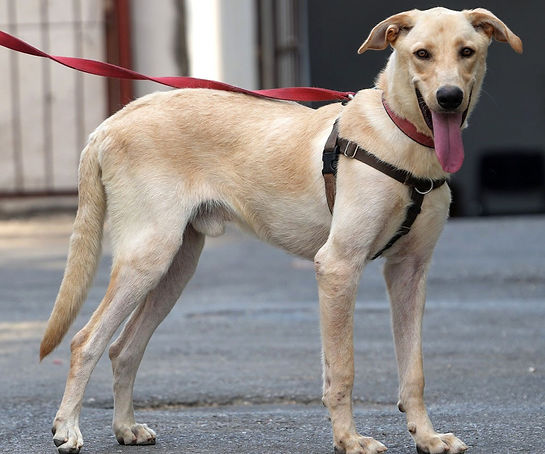 a dog
