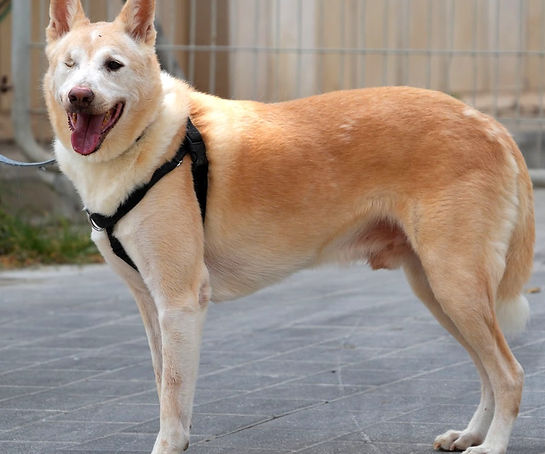 a dog
