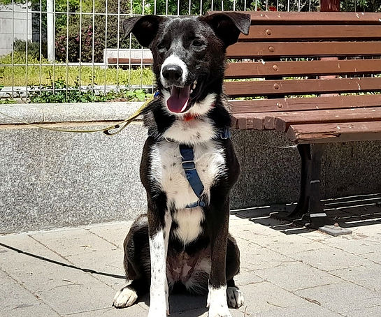 a dog
