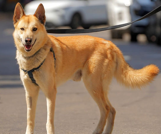 a dog
