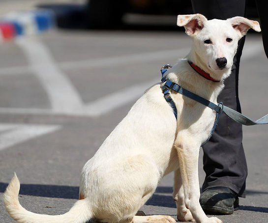 a dog
