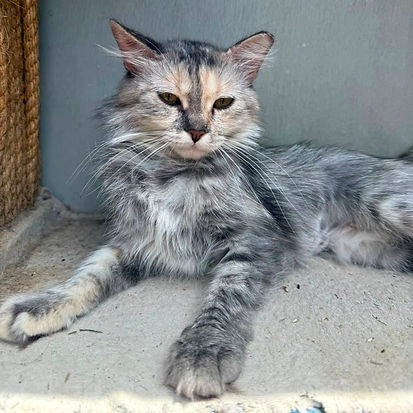 a pet
