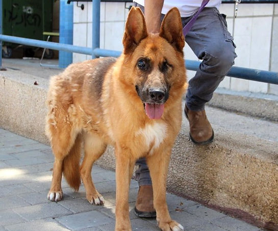 a dog

