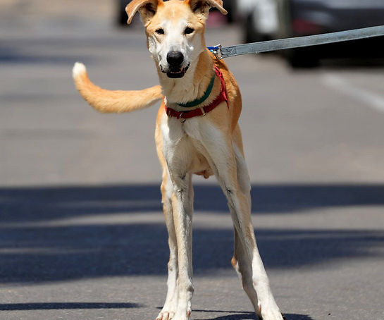 a dog
