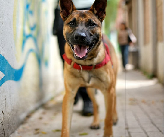 a dog
