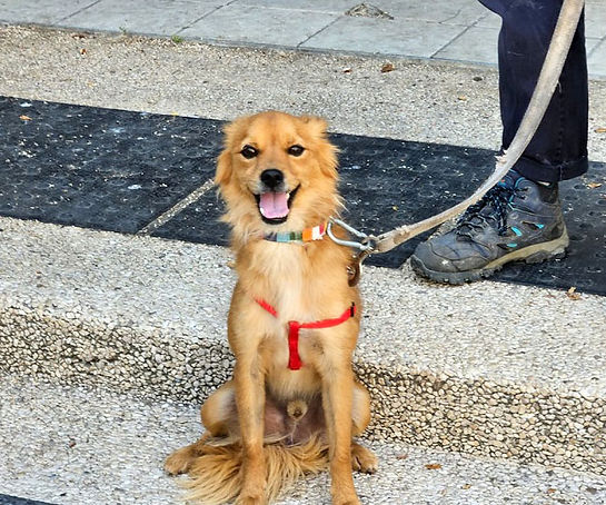 a dog
