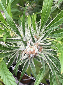 HLVd test negative flowering plant