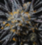 Thumbnail: Black Amber