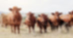 farming-portrait-cattle-grass-countryside-dairy-farm-sustainability-agriculture-ecology-co