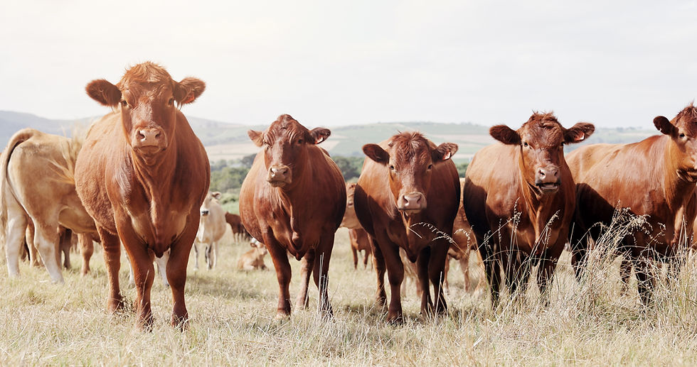 farming-portrait-cattle-grass-countryside-dairy-farm-sustainability-agriculture-ecology-co