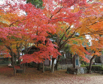 覚苑寺（紅葉）