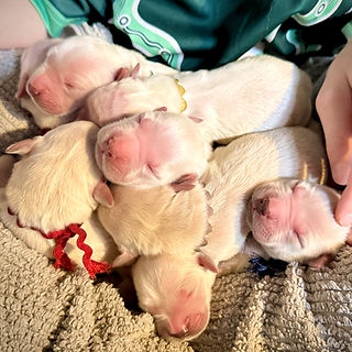 IMG_5250 2_edited.jpg