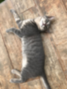 kedi sahiplendirme ilanları