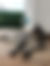 sahiplendirme için kedi ilanlari gösteren ikinci küçük fotoğraf