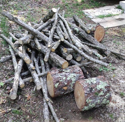 いい木がきました