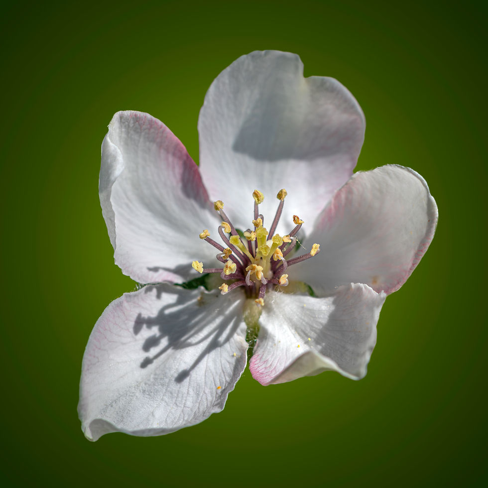 Close-up of white quince blossom against a deep green background, showing the cushion's reversed design