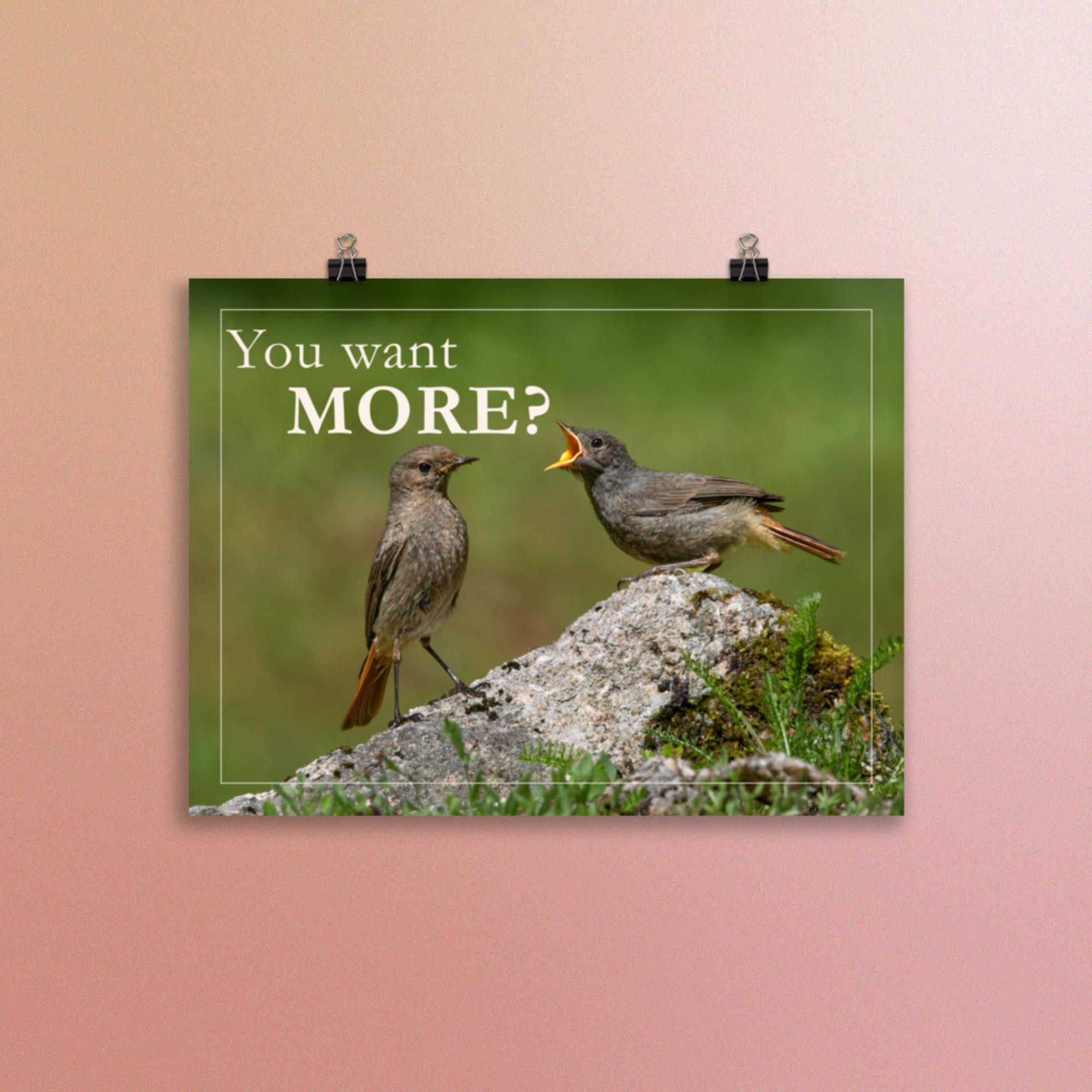 Humorous wildlife poster featuring two birds and the words 'You want MORE?' displayed on a pink wall.