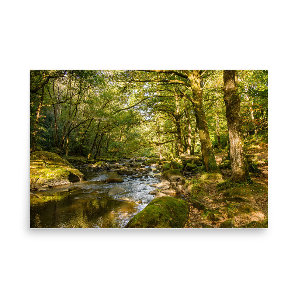 Woodland river flowing through a sunlit forest – fine art landscape print