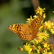 Silver-washed Fritillary butterfly feeding on yellow wildflowers with its orange patterned wings spread