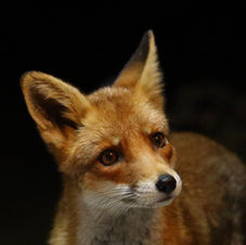 Wildlife photography gallery